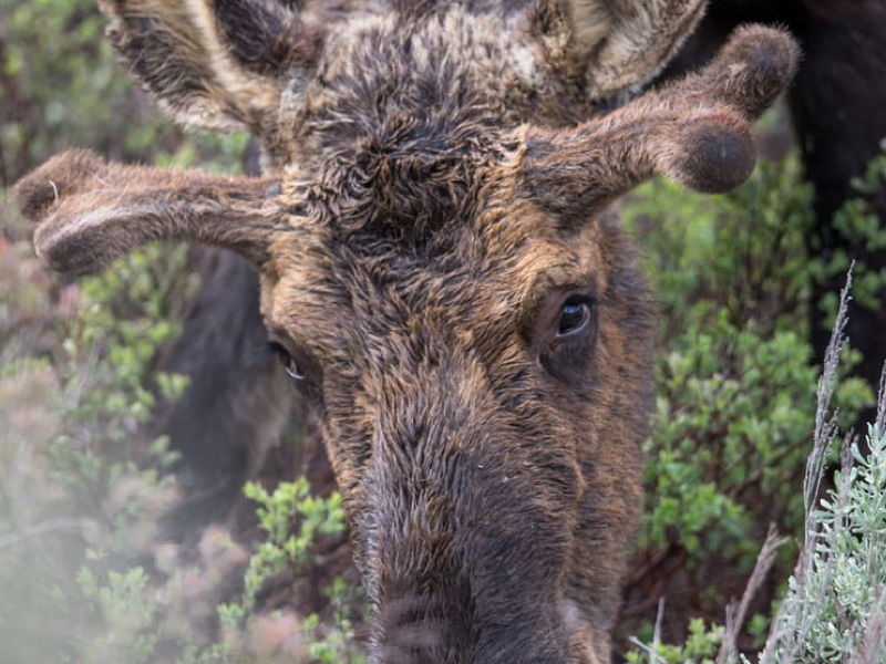Wildlife
